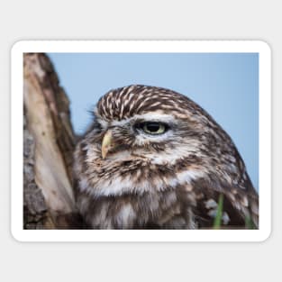 Little owl perched on at tree trunk Sticker